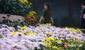 重庆园博园菊花娇艳绽放 周末天气宜赏菊