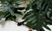 茶香烟熏鸡的做法