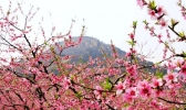 平谷桃花海景区门票 北京平谷桃花节门票