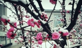 甘肃陇南桃红雪白 分外俏丽