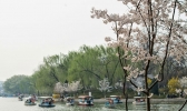 2019北京玉渊潭樱花开了吗 2019玉渊潭樱花几月开