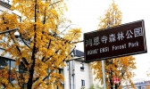 银杏扮靓重庆鸿恩寺公园