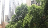 重庆雨水持续 主城降雨或将打破历史同期极值