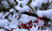 飞冰雪花是什么意思