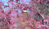 福建德化 冬日的精灵花丛高歌