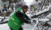 湖北暴雪致多地树木被压垮 市民出行困难
