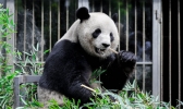 成都大熊猫繁育研究基地在哪儿 成都大熊猫繁育研究基地怎么去