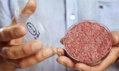 哈佛造出人造兔肉和牛肉是什么情况 人造兔肉是用什么做的