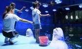 深圳五一海洋世界游玩攻略
