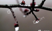 华北等地迎大范围降雪 南方阴雨连绵