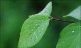 24节气中的——白露