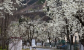 金川梨花在什么地方 金川梨花什么时候开