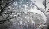 四川康定雪花洒落 银装素裹