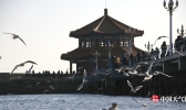 青岛：海鸥与栈桥相遇 灵动起舞