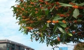 成都哪里可以看桂花+攻略