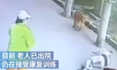 遛狗老人被高空坠猫砸晕是怎么回事？遛狗老人被砸晕最后怎么解决？