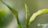 广西三江：18万亩春茶喜开采