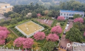 合江梅园年年岁岁不相同