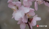 呼和浩特：漫天飞雪映桃花 花娇俏雪多姿