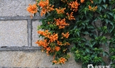 福建厦门炮仗花怒放迎新春