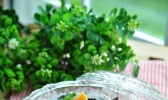 酸奶龟苓膏的做法