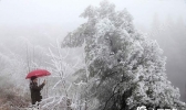 【重庆】重庆多地迎雾凇美景　今日东部高海拔地区还有降雪