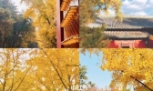 2019北京哪里银杏最好看