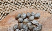 花甲怎么洗 怎么洗花甲