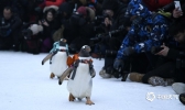 哈尔滨冰雪大世界上演最萌企鹅T台秀
