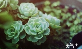 夏天到了,花盆里生虫子怎么办呢?