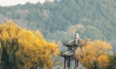 颐和园延迟清扫落叶，为你保留秋天！