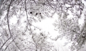 【内蒙古】雪景美如画 动物入画来
