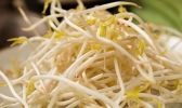 塑料桶怎样生豆芽 生豆芽的方法