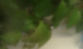 小米南瓜粥的做法