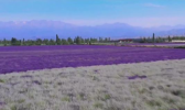 新疆霍城万亩薰衣草现场实拍 37500亩薰衣草产量世界第二