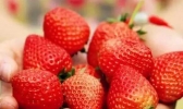 重庆摘草莓好去处 重庆哪里可以摘草莓