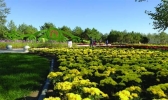2019年齐齐哈尔梅里斯湖菊花节时间+地址+活动介绍