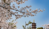 2019鸡鸣寺樱花什么时候开 南京鸡鸣寺门票多少钱