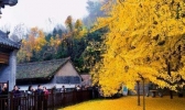 2019古观音禅寺预约平台 2019古观音禅寺预约流程