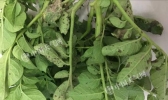 甘肃8月持续阴雨 马铃薯晚疫病大范围爆发