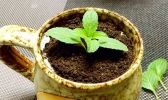 盆栽奶茶的做法