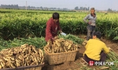 山东安丘大姜丰收 姜农笑逐颜开