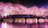 日本哪些地方可以看樱花 日本樱花地推荐