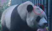 北京动物园网红大熊猫有点头秃是怎么回事 大熊猫头秃是什么原因