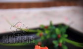 凉拌腐竹的做法