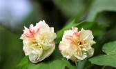 2019成都天府芙蓉园芙蓉花节9月28日至10月28日开展
