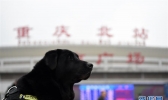 警犬“朱蒂”的最后一个春运