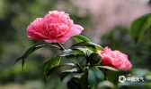 重庆山茶花渐开 暖阳高照引客来