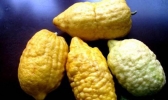 西藏有哪些特色水果 西藏特产