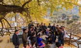 贵州福泉：古银杏扮靓苗寨